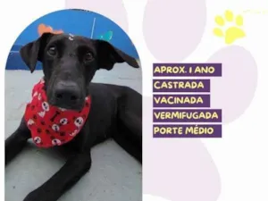 Cachorro raça SRD-ViraLata idade 1 ano nome Kika