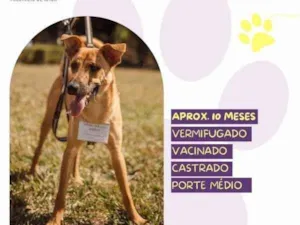 Cachorro raça SRD-ViraLata idade 1 ano nome Marlin