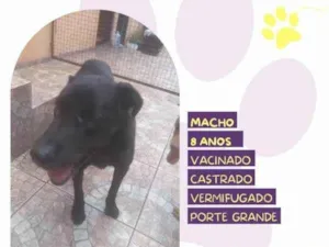 Cachorro raça SRD-ViraLata idade 1 ano nome Lukao