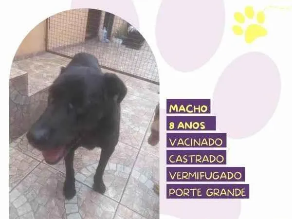 Cachorro ra a SRD-ViraLata idade 1 ano nome Lukao