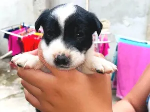 Cachorro raça SRD-ViraLata idade Abaixo de 2 meses nome Sem nome 