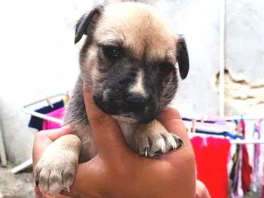 Cachorro ra a SRD-ViraLata idade Abaixo de 2 meses nome Sem nome 