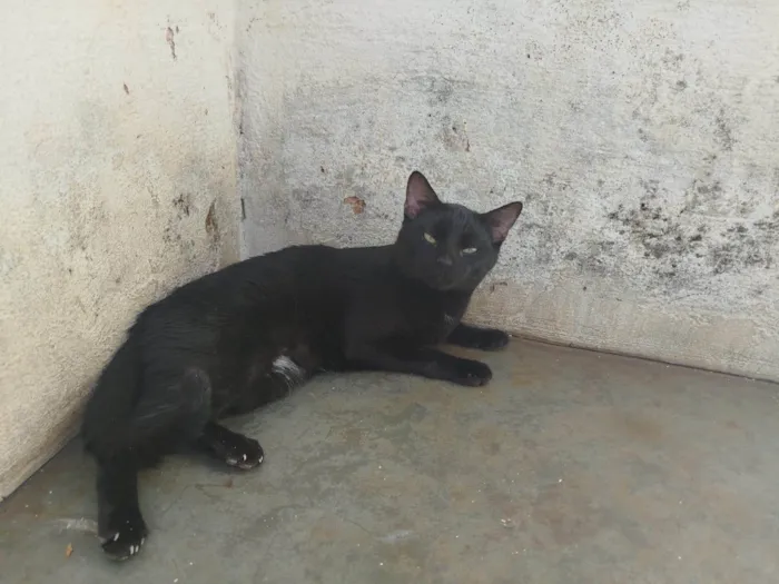 Gato ra a SRD-ViraLata idade 1 ano nome Sem nome