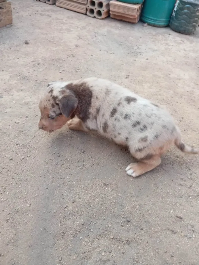 Cachorro ra a SRD-ViraLata idade 2 a 6 meses nome Sem nome