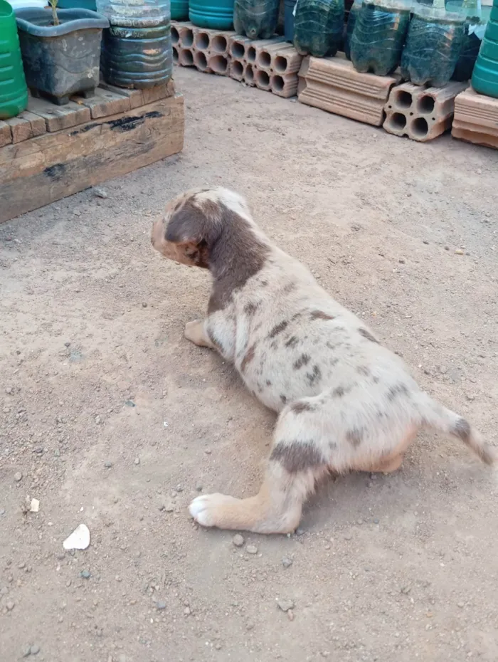 Cachorro ra a SRD-ViraLata idade 2 a 6 meses nome Sem nome