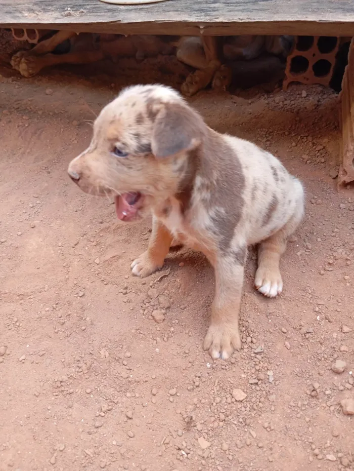 Cachorro ra a SRD-ViraLata idade 2 a 6 meses nome Sem nome