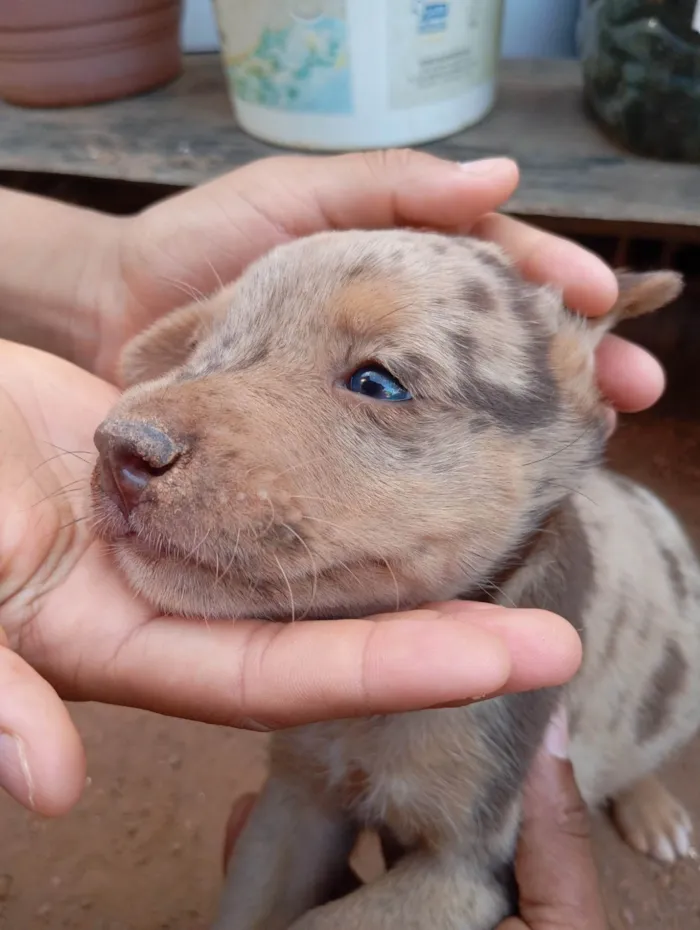 Cachorro ra a SRD-ViraLata idade 2 a 6 meses nome Sem nome