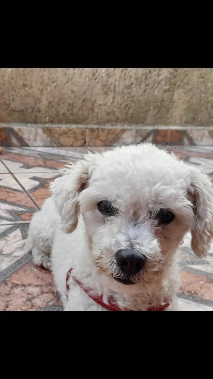 Cachorro ra a Poodle idade 6 ou mais anos nome Pipoco