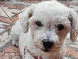 Cachorro raça Poodle idade 6 ou mais anos nome Pipoco