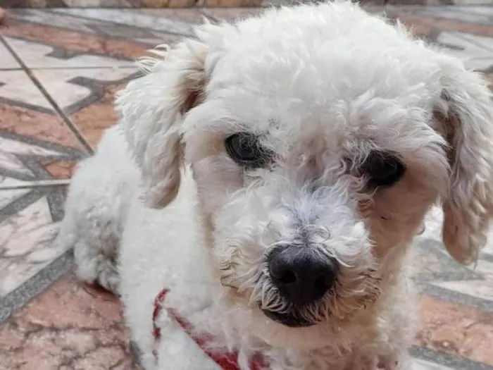 Cachorro ra a Poodle idade 6 ou mais anos nome Pipoco