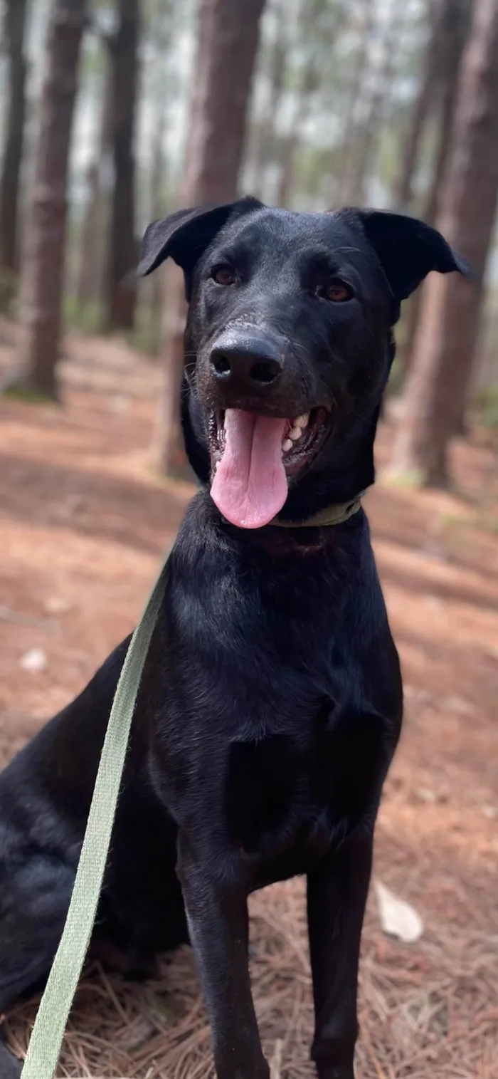 Cachorro ra a SRD-ViraLata idade 7 a 11 meses nome Brownie