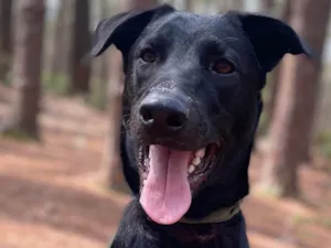 Cachorro raça SRD-ViraLata idade 7 a 11 meses nome Brownie