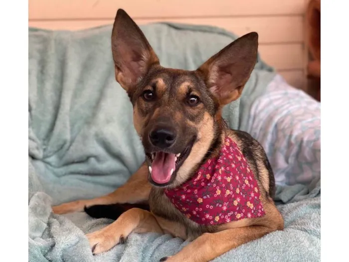 Cachorro ra a SRD-ViraLata idade 7 a 11 meses nome Tina 