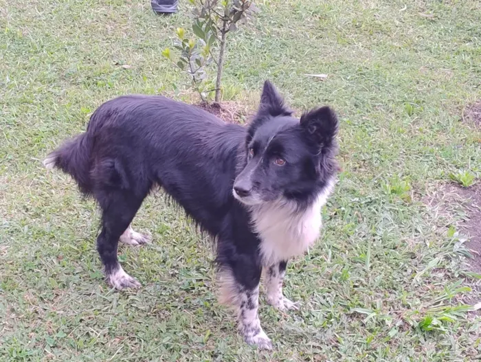 Cachorro ra a Border Collie idade 1 ano nome Sharp