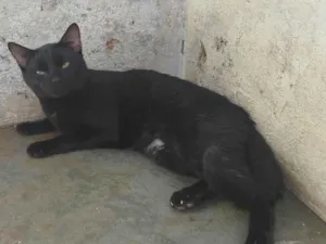 Gato raça SRD-ViraLata idade 1 ano nome Sem nome