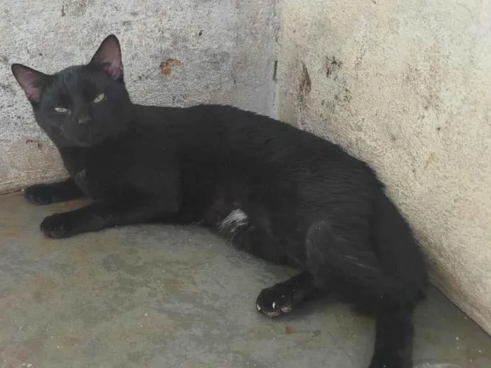 Gato ra a SRD-ViraLata idade 1 ano nome Sem nome