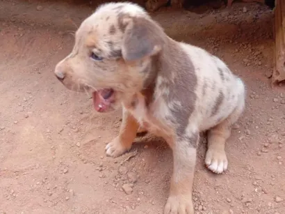 Cachorro raça Catahoula cur idade 2 a 6 meses nome Sem nome