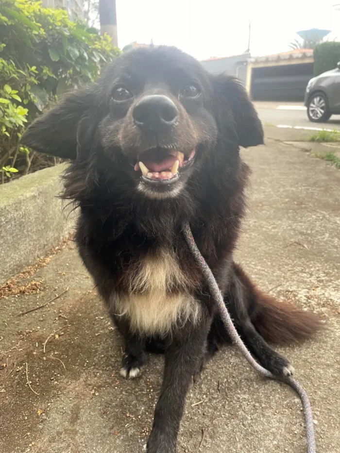 Cachorro ra a SRD-ViraLata idade 5 anos nome Zézinho