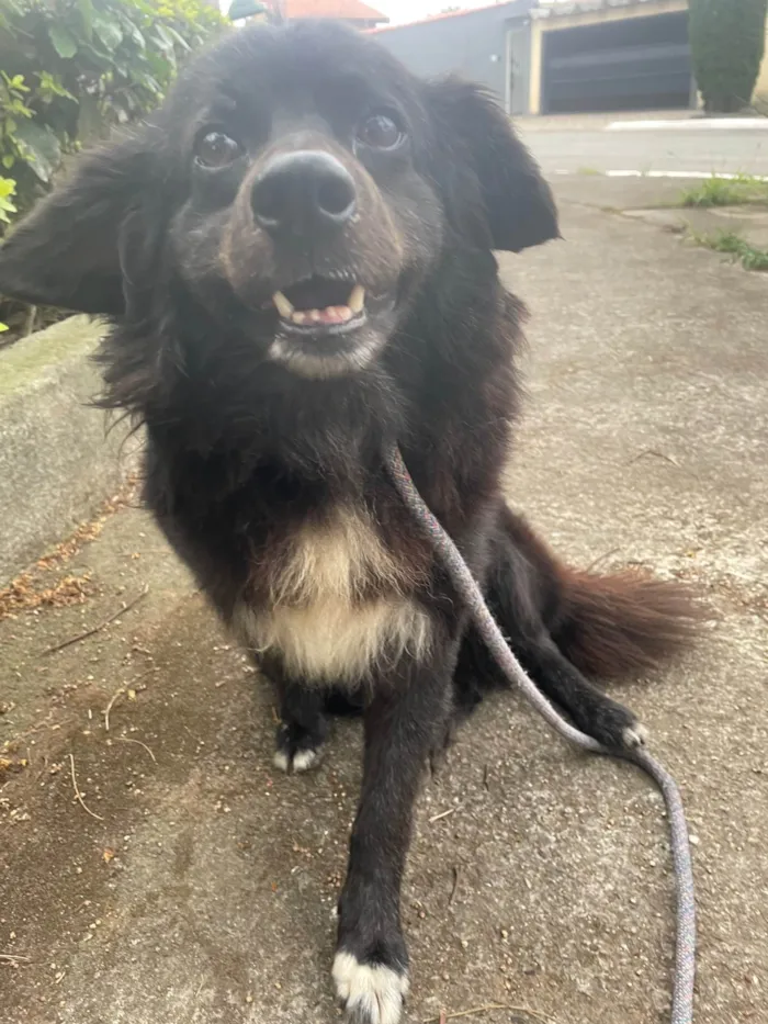 Cachorro ra a SRD-ViraLata idade 5 anos nome Zézinho