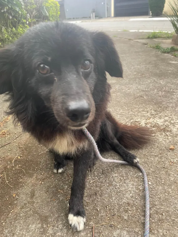 Cachorro ra a SRD-ViraLata idade 5 anos nome Zézinho