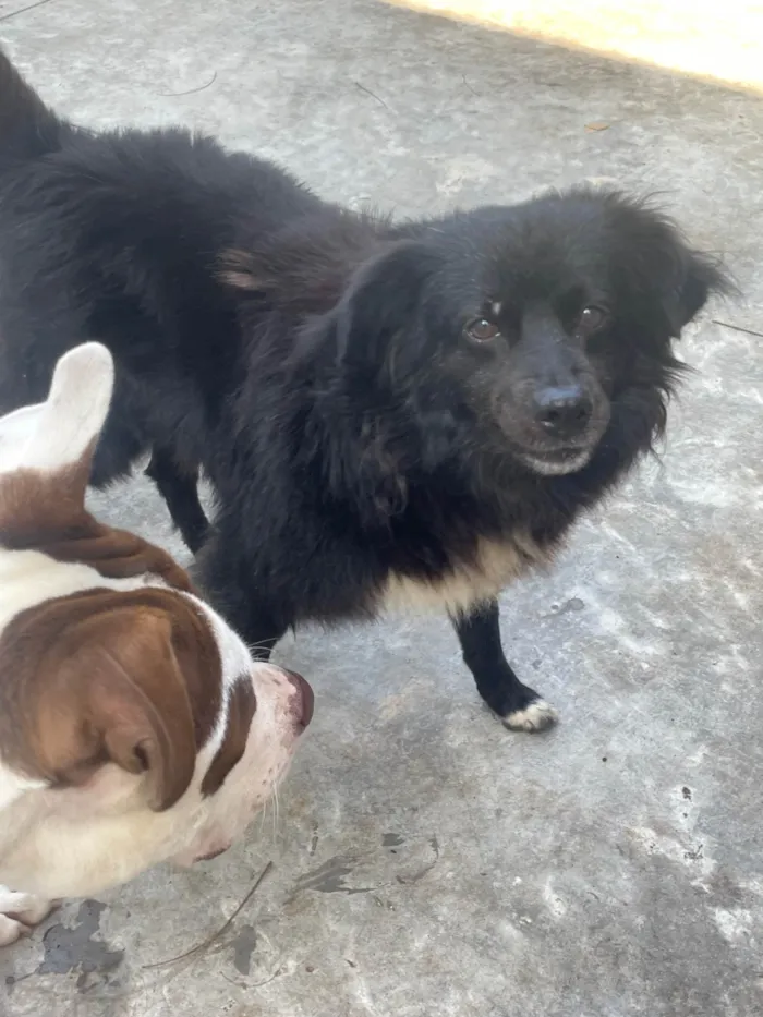 Cachorro ra a SRD-ViraLata idade 5 anos nome Zézinho