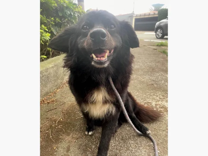 Cachorro ra a SRD-ViraLata idade 5 anos nome Zézinho