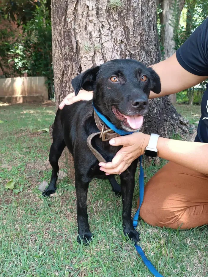 Cachorro ra a SRD-ViraLata idade 3 anos nome Ipanema 