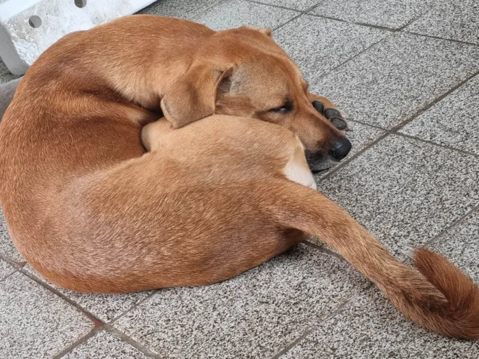 Cachorro ra a SRD-ViraLata idade 1 ano nome Bob