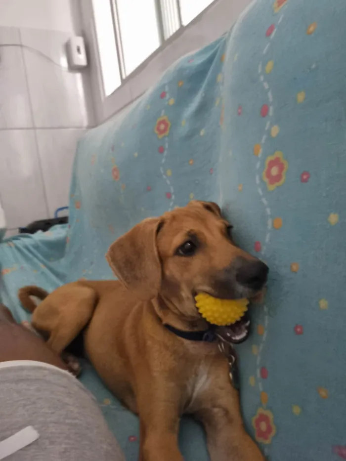 Cachorro ra a SRD-ViraLata idade 1 ano nome Bob