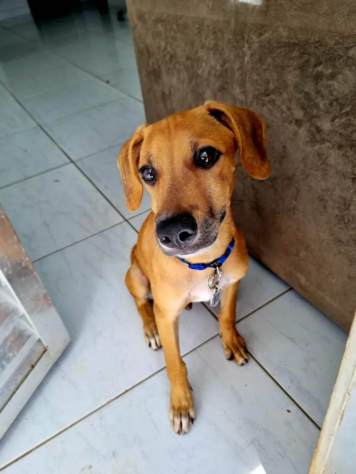 Cachorro ra a SRD-ViraLata idade 1 ano nome Bob