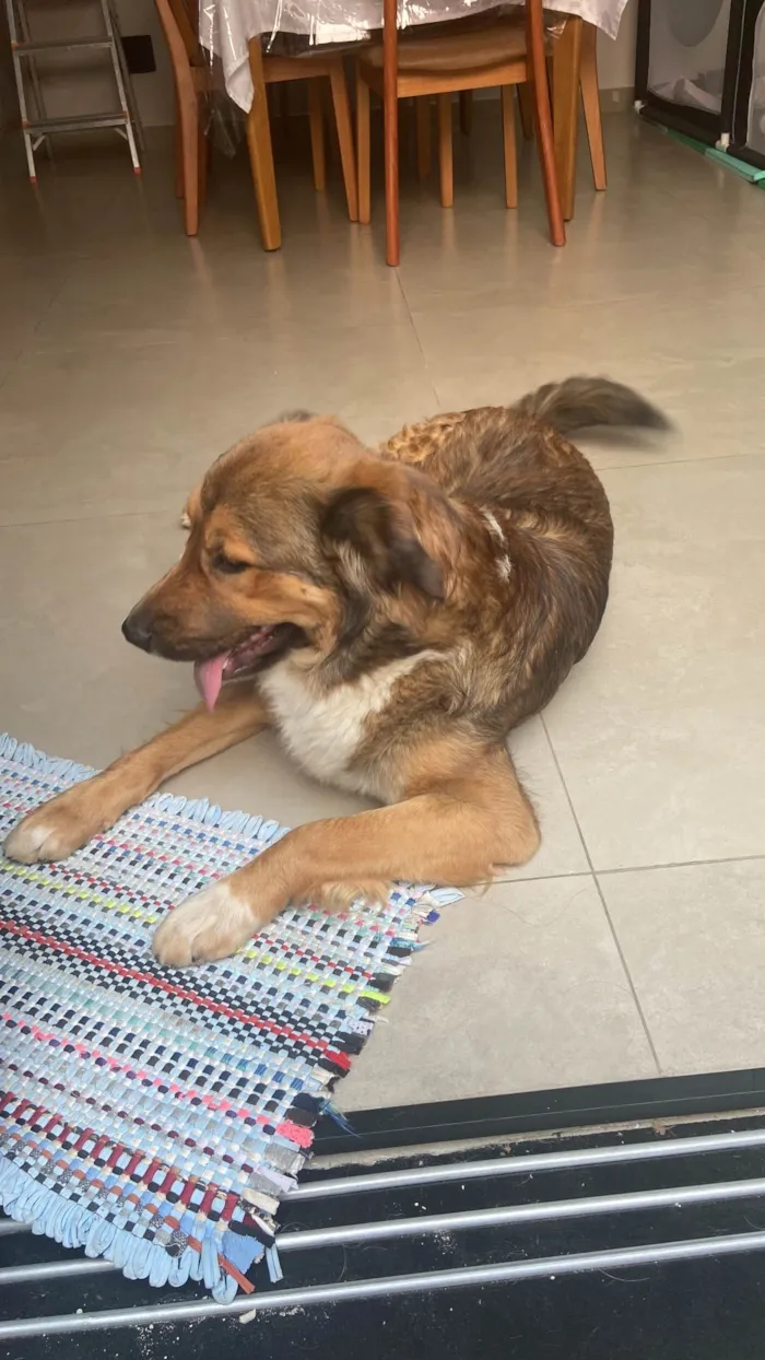 Cachorro ra a SRD-ViraLata idade 2 anos nome Chico