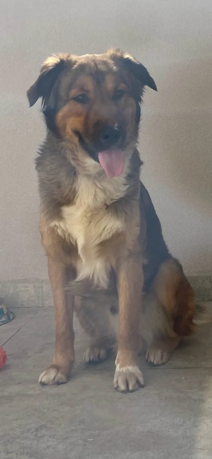 Cachorro ra a SRD-ViraLata idade 2 anos nome Chico