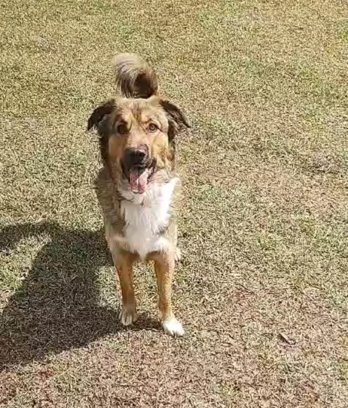 Cachorro ra a SRD-ViraLata idade 2 anos nome Chico