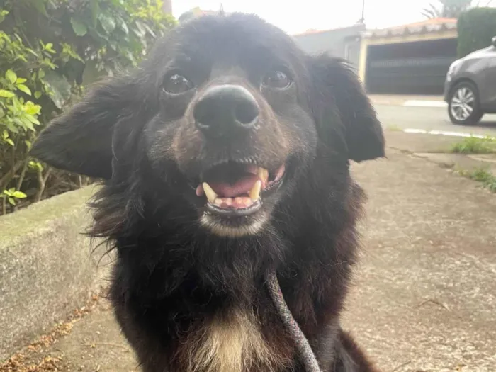 Cachorro ra a SRD-ViraLata idade 5 anos nome Zézinho