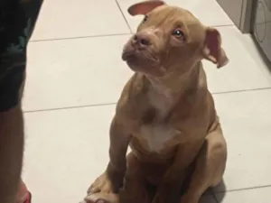 Cachorro raça Bulldog idade 2 a 6 meses nome Buzz