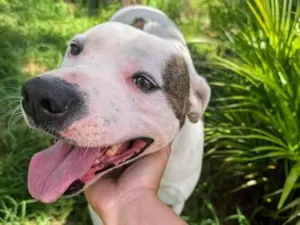 Cachorro raça Pit-Bull idade 2 anos nome Theo 