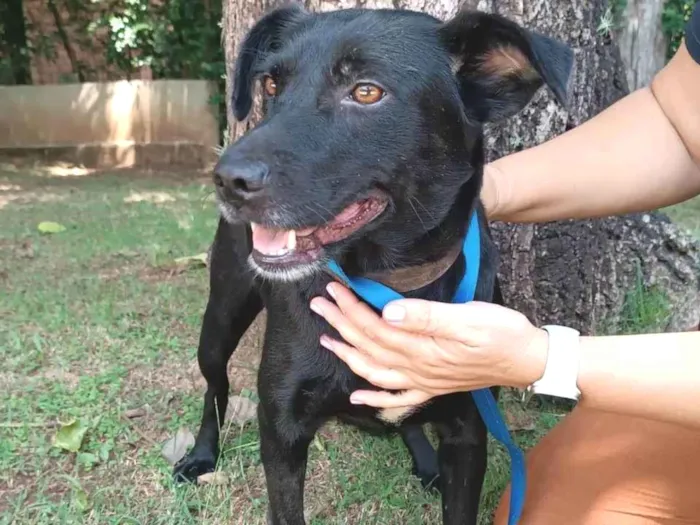 Cachorro ra a SRD-ViraLata idade 3 anos nome Ipanema 