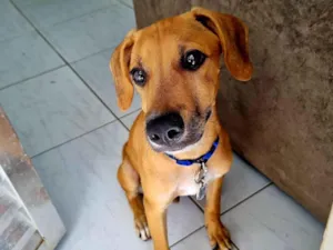 Cachorro raça SRD-ViraLata idade 1 ano nome Bob