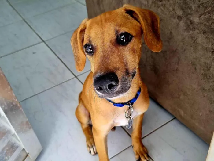 Cachorro ra a SRD-ViraLata idade 1 ano nome Bob