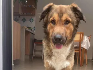 Cachorro raça SRD-ViraLata idade 2 anos nome Chico