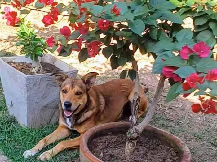 Cachorro ra a SRD-ViraLata idade 4 anos nome Marley 