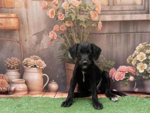 Cachorro raça SRD-ViraLata idade 2 a 6 meses nome Ariel 