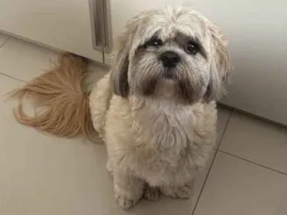 Cachorro raça Lhasa Apso idade 4 anos nome Lina