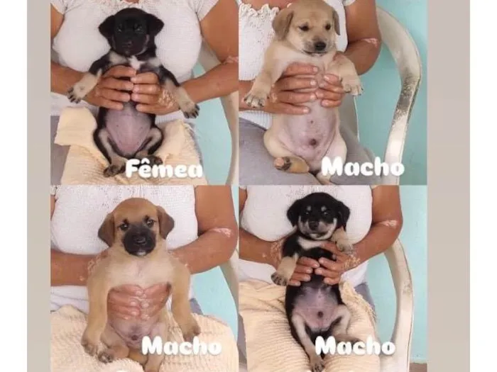 Cachorro ra a SRD-ViraLata idade 2 a 6 meses nome FILHOTES 