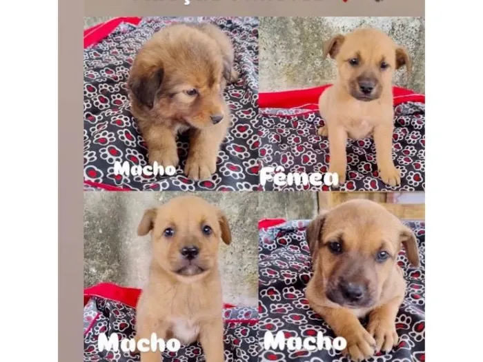 Cachorro ra a SRD-ViraLata idade 2 a 6 meses nome FILHOTES VÁRIADOS