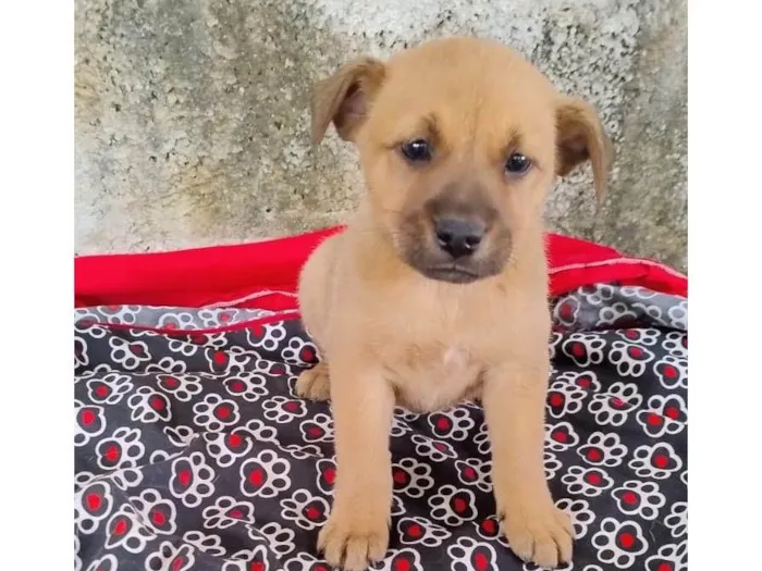 Cachorro ra a SRD-ViraLata idade 2 a 6 meses nome FILHOTES VÁRIADOS