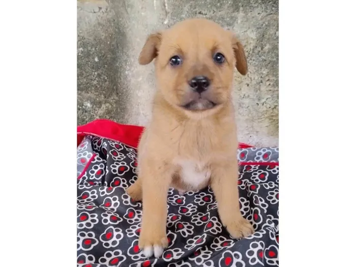 Cachorro ra a SRD-ViraLata idade 2 a 6 meses nome FILHOTES VÁRIADOS