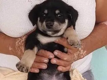 Cachorro ra a SRD-ViraLata idade 2 a 6 meses nome FILHOTES 