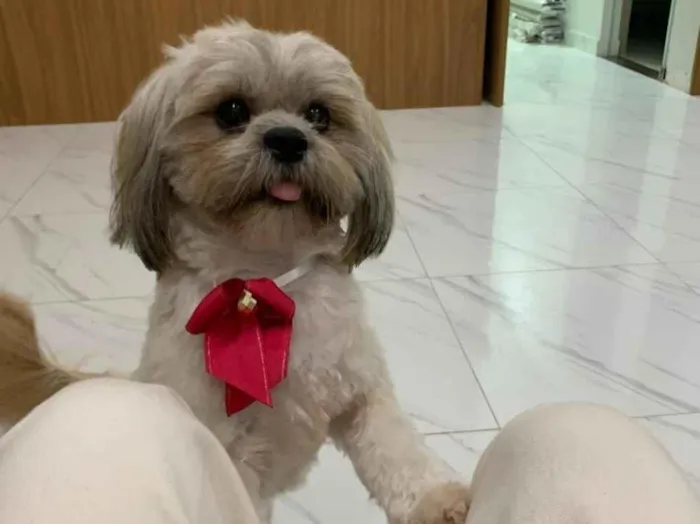 Cachorro ra a Lhasa Apso idade 4 anos nome Lina