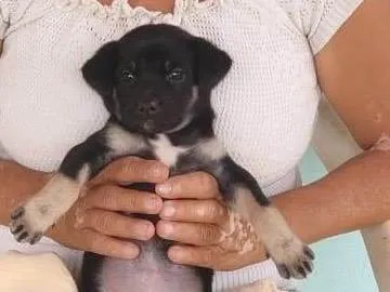 Cachorro ra a SRD-ViraLata idade 2 a 6 meses nome FILHOTES 